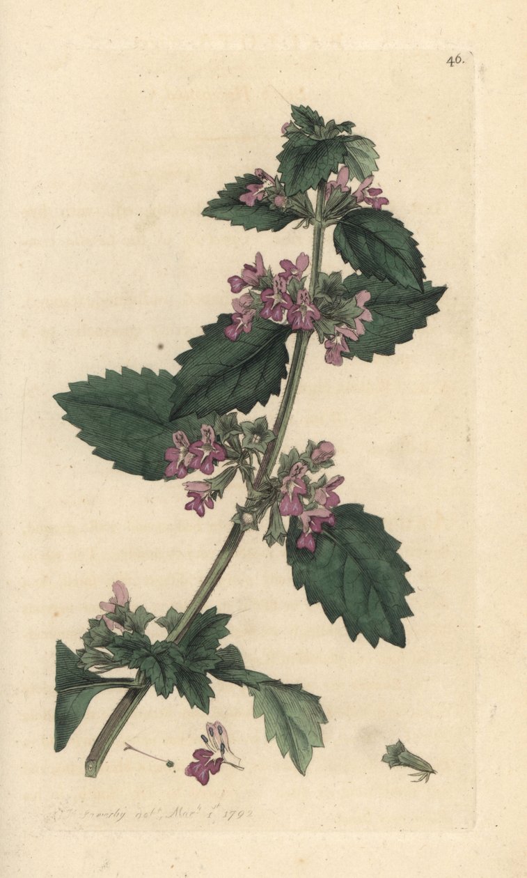 Sort horehound, Ballota nigra (Ballote noire) Håndfarvet kobberstik efter en illustration af James Sowerby fra James Smith