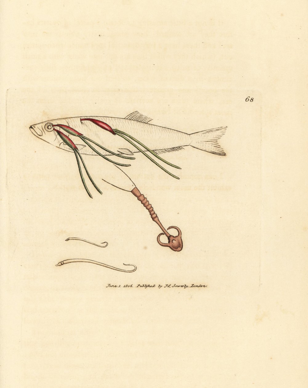 Blodnende copepod-parasit på et sprayøje, Lernaeenicus sprattae (Lernaea sprattae). Og endnu en mærkelig orm fundet på en østersskal. Håndfarvet kobberstik af James Sowerby fra The British Miscellany, eller farvede figurer af nye, sjældne, af James Sowerby