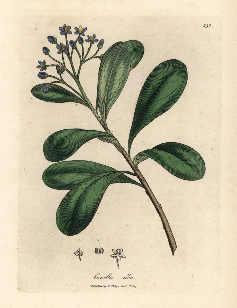 Blåblomstret, laurbærblad canella, Canella alba, Canella winterana af James Sowerby