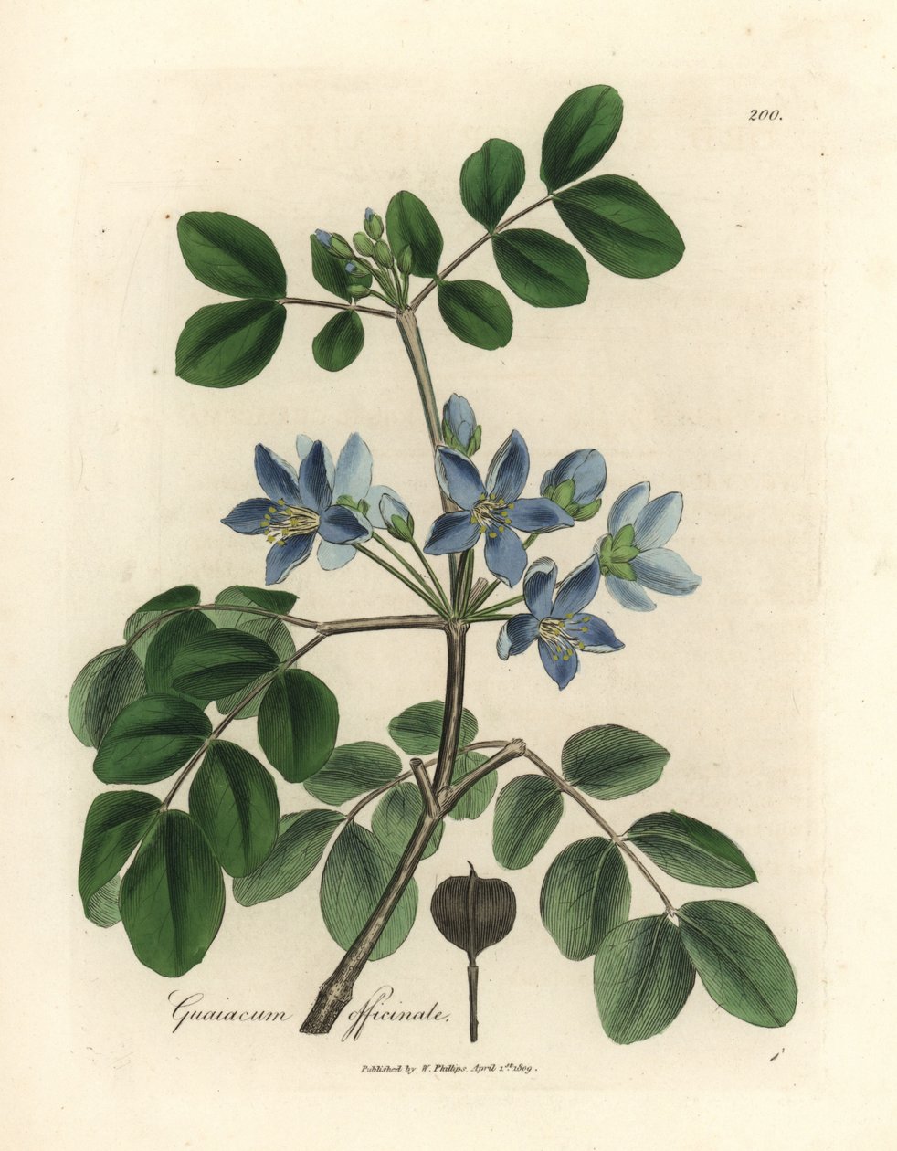 Blåblomstret Guaiacum officinale af James Sowerby
