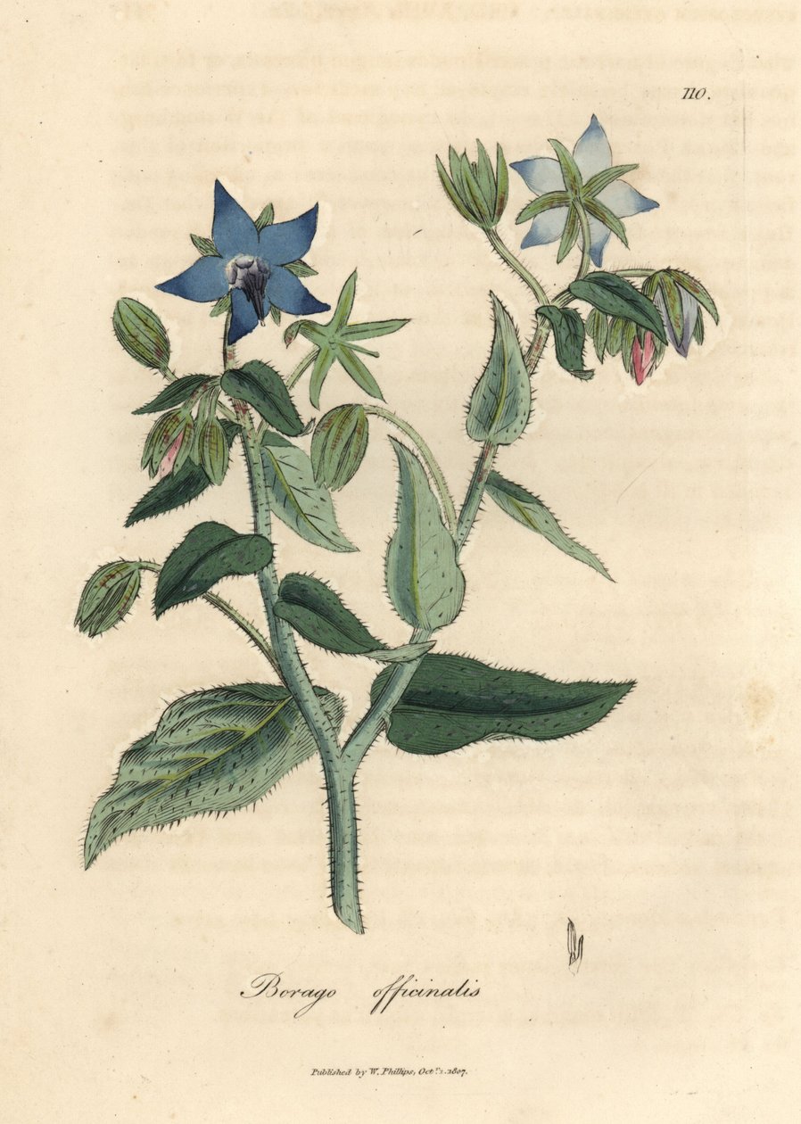Blåblomstret borage, Borago officinalis af James Sowerby