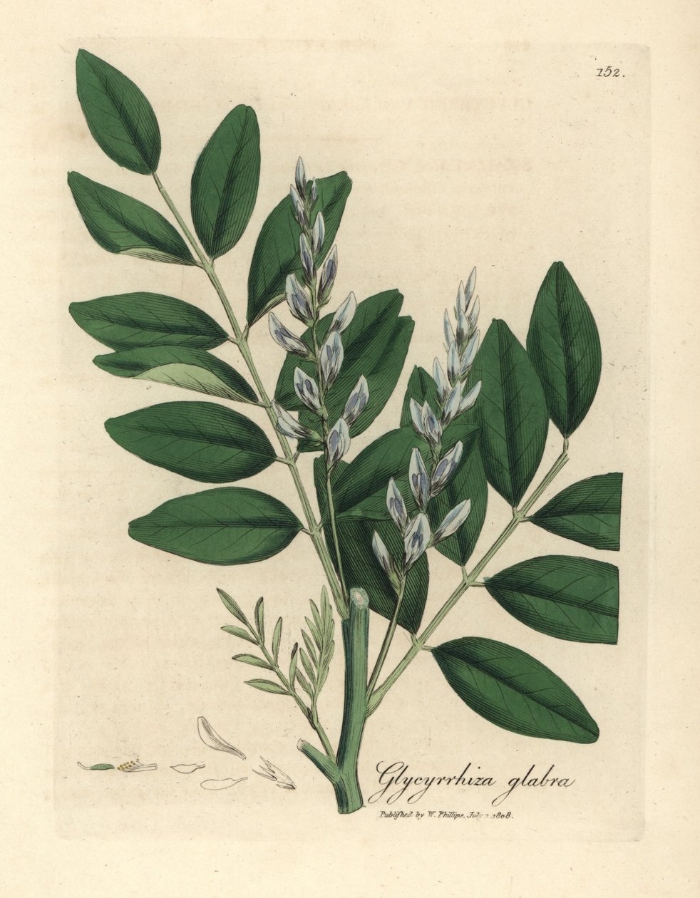 Blåblomstret almindelig lakrids, Glycyrrhiza glabra af James Sowerby