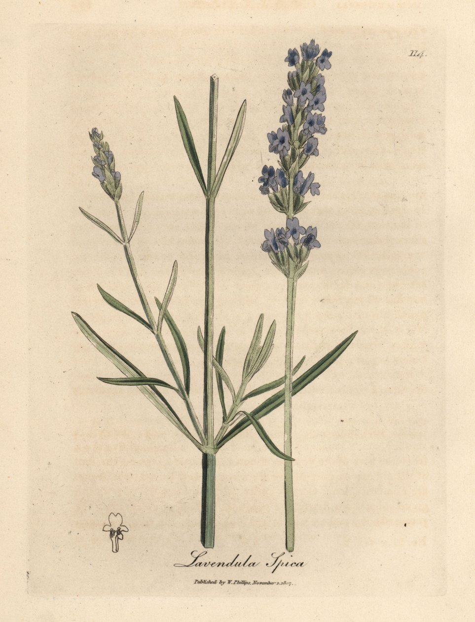Blåblomstret lavendel, Lavandula spica af James Sowerby