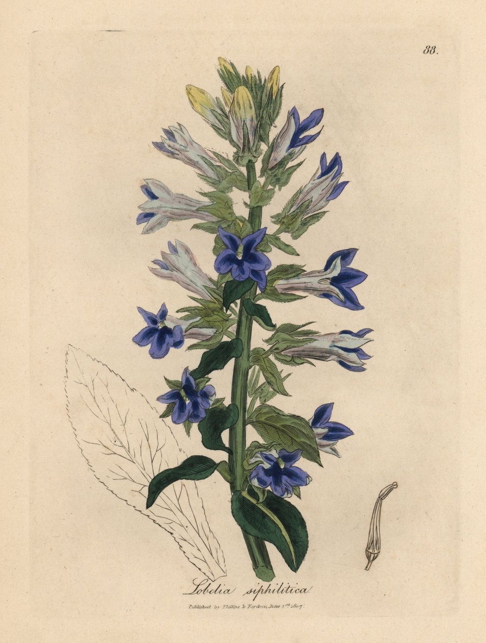 Blåblomstret lobelia eller kardinalblomst, Lobelia siphilitica af James Sowerby