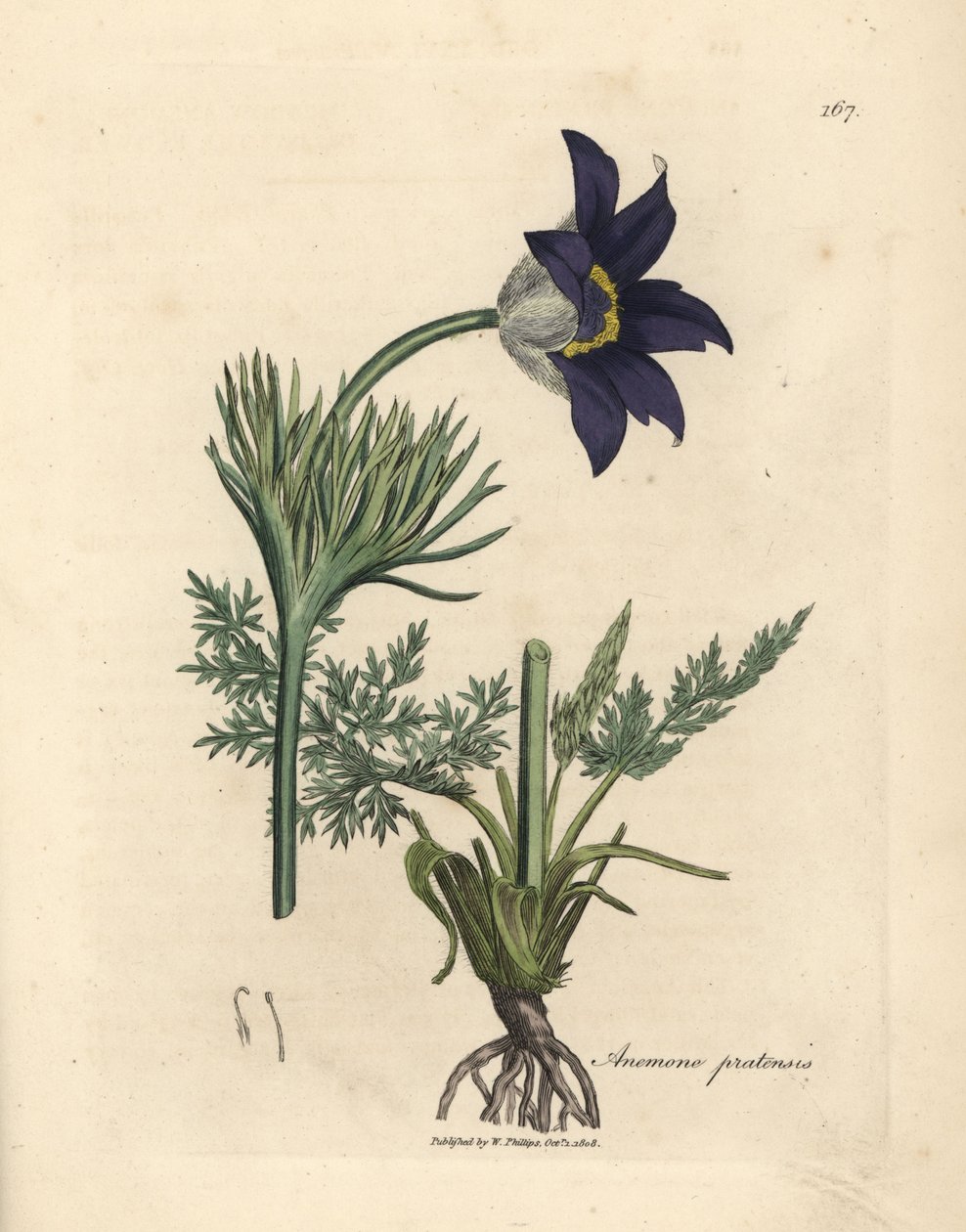 Blåblomstret enganemone eller pasqueblomst, Anemone pratensis af James Sowerby