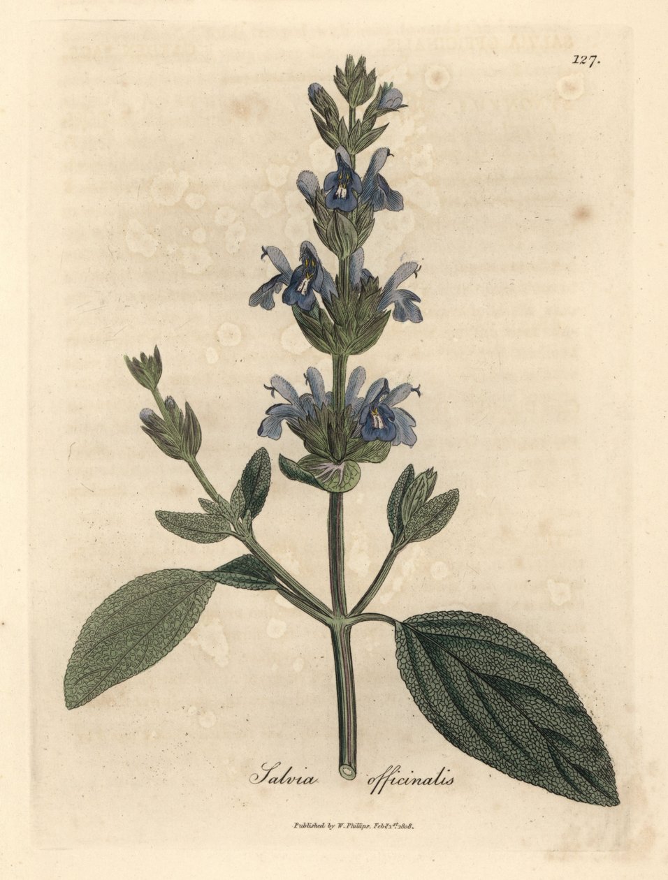 Blåblomstret salvie, Salvia officinalis af James Sowerby