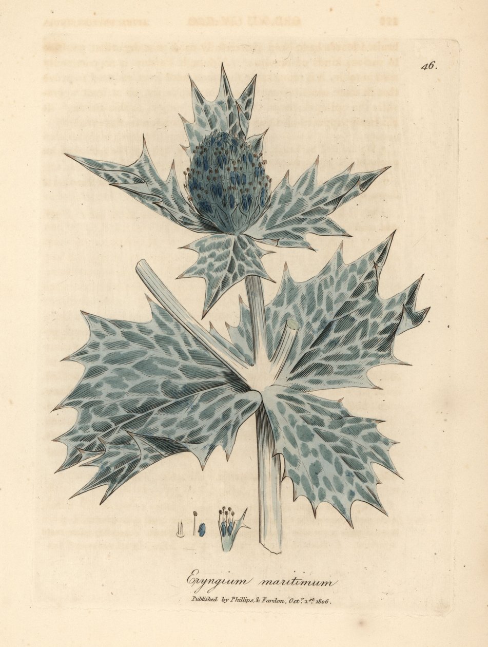 Blåblomstret kristtorn eller eryngo, Eryngium maritinum af James Sowerby