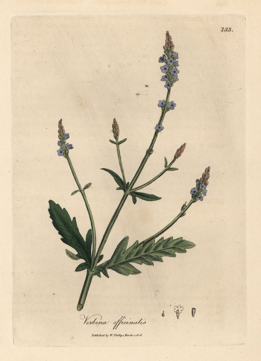 Blåblomstret vervain, Verbena officinalis af James Sowerby