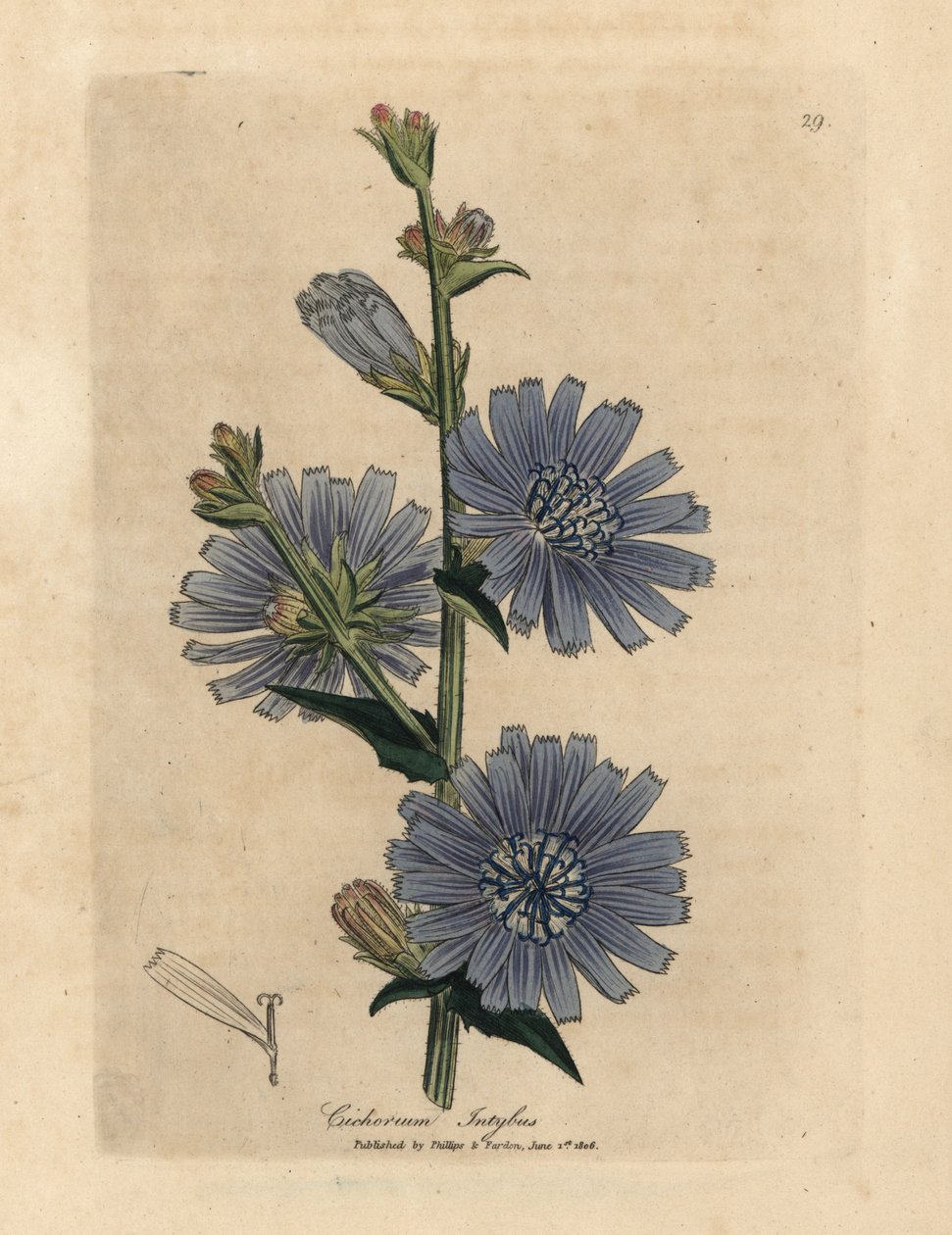 Blåblomstret vildsaks eller cikorie, Cichorium intybus af James Sowerby