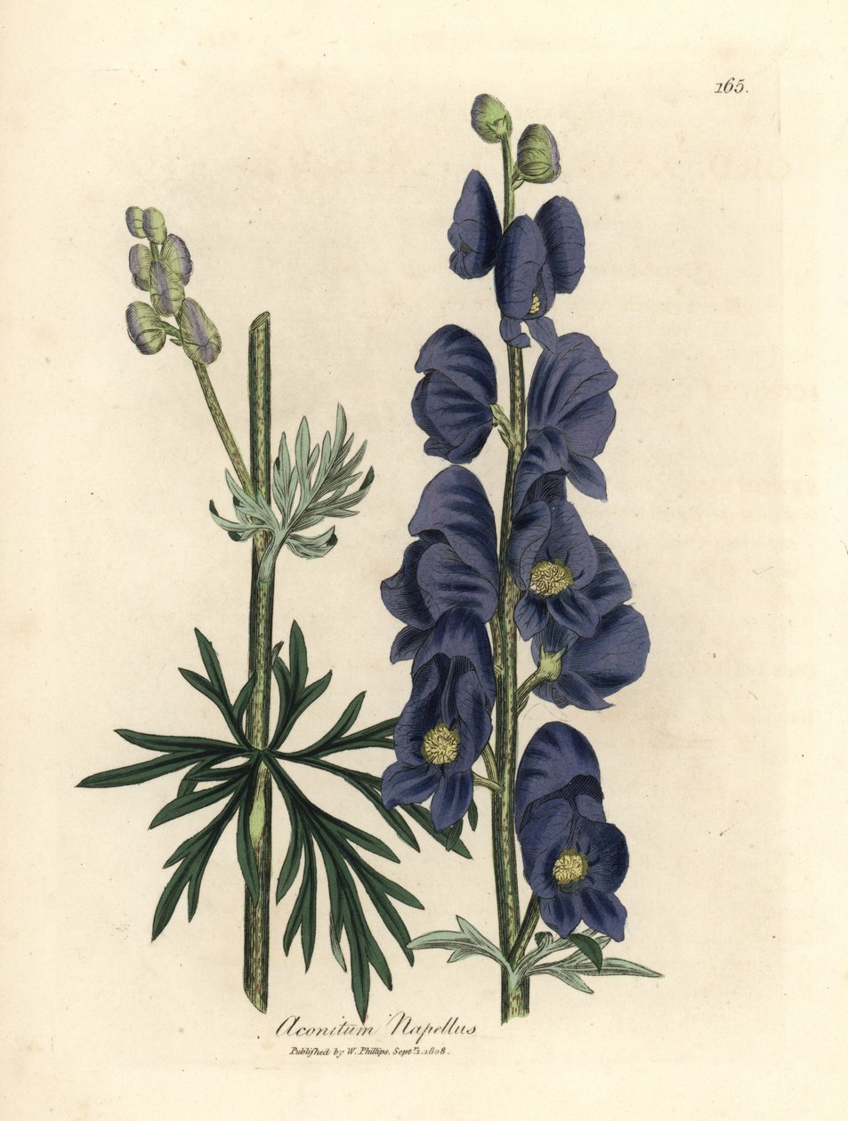 Blåblomstret ulvebane eller munkehætte, Aconitum napellus af James Sowerby