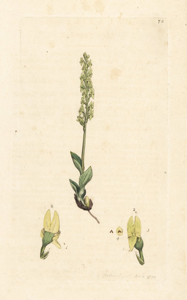 Moseorkidé, Hammarbya paludosa (Marsh tway-blade, Malaxis paludosa). Håndfarvet kobberstik efter en illustration af James Sowerby fra James Smith