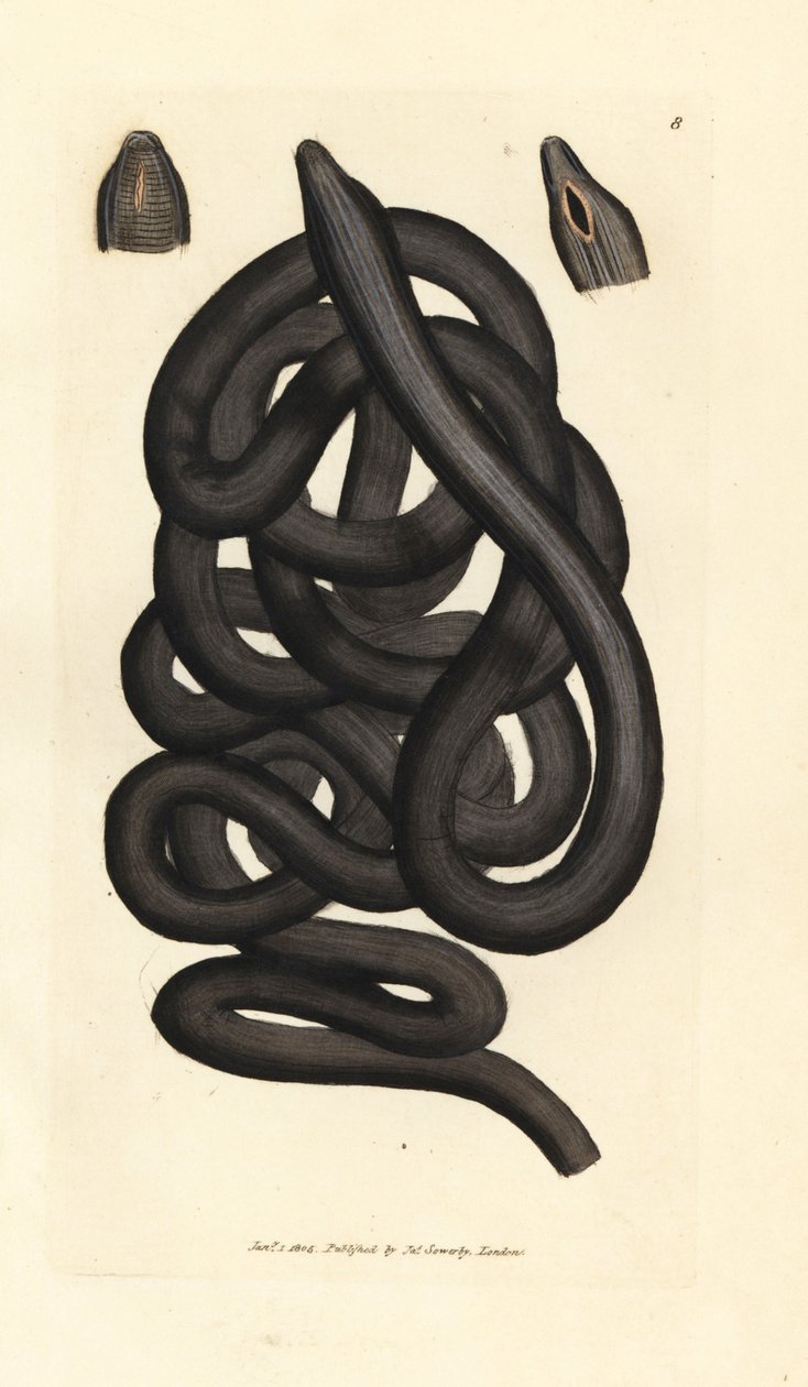Støvlesnøreorm, Lineus longissimus. Håndfarvet kobberstik af James Sowerby fra The British Miscellany, eller farvede figurer af nye, sjældne eller lidet kendte dyreemner. af James Sowerby