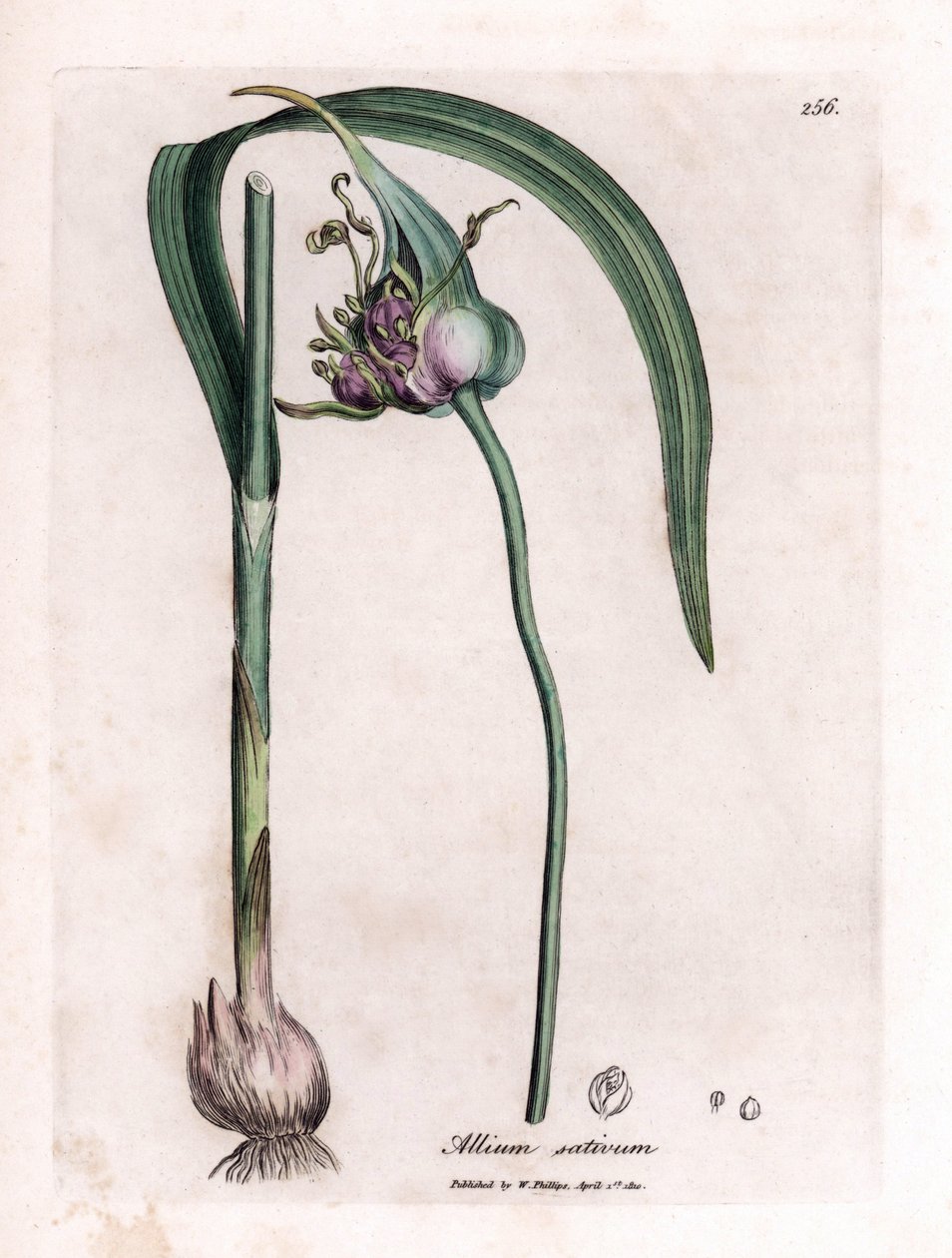 Botanisk tavle: Dyrkende hvidløg (Allium sativum) med løg, blade og lilla blomster. Håndfarvet kobberstik fra en illustration af James Sowerby. Uddrag fra bogen af William Woodville og Sir William Jackson Hooker "" Botanique medic af James Sowerby