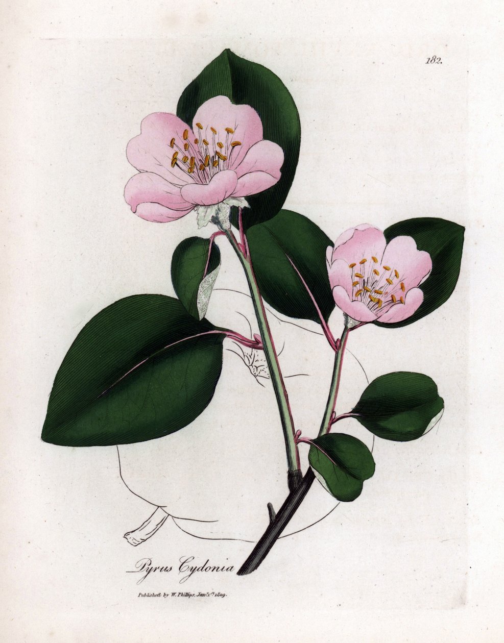 Botanisk tavle: blomster og kvæde, frugt af Cognassier (Cydonia oblonga) - Lyserødt blomstret kvædetræ med kontur af frugt, Pyrus cydonia. Håndfarvet kobberstik fra en botanisk illustration af James Sowerby fra William Woodville og Sir Wil af James Sowerby