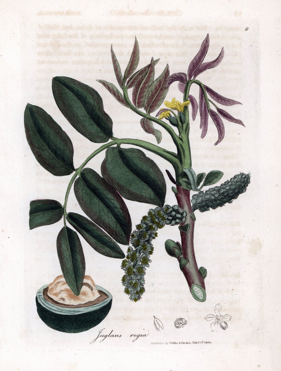 Botanisk tavle: blade, planter og valnøddefrugt Blade, gul blomst og nød fra det almindelige valnøddetræ, Juglans regia. Håndfarvet kobberstik fra en botanisk illustration af James Sowerby fra William Woodville og Sir William Jackson Hooker