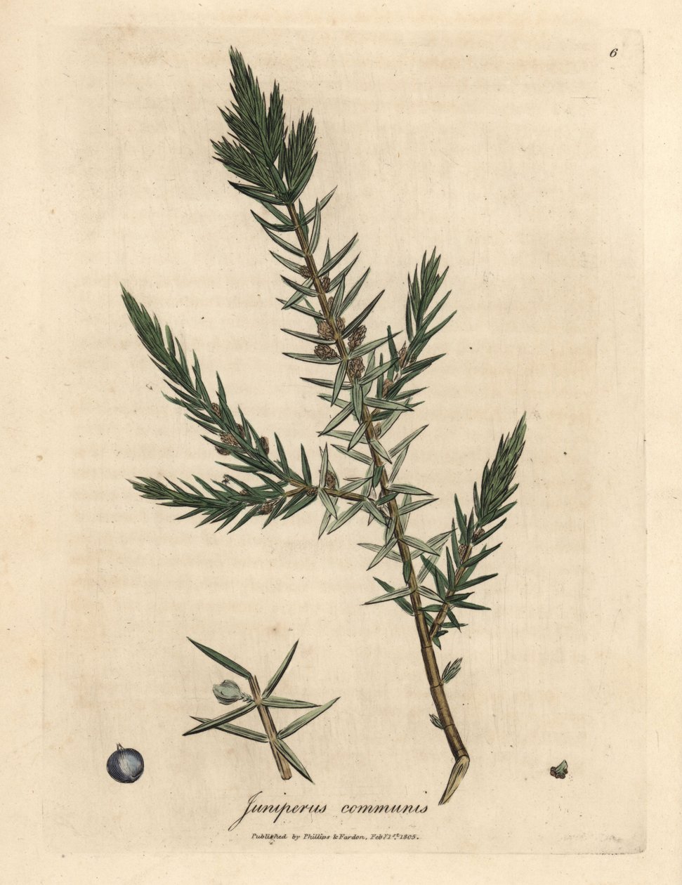 Gren og bær af almindelig enebær, Juniperus communis af James Sowerby