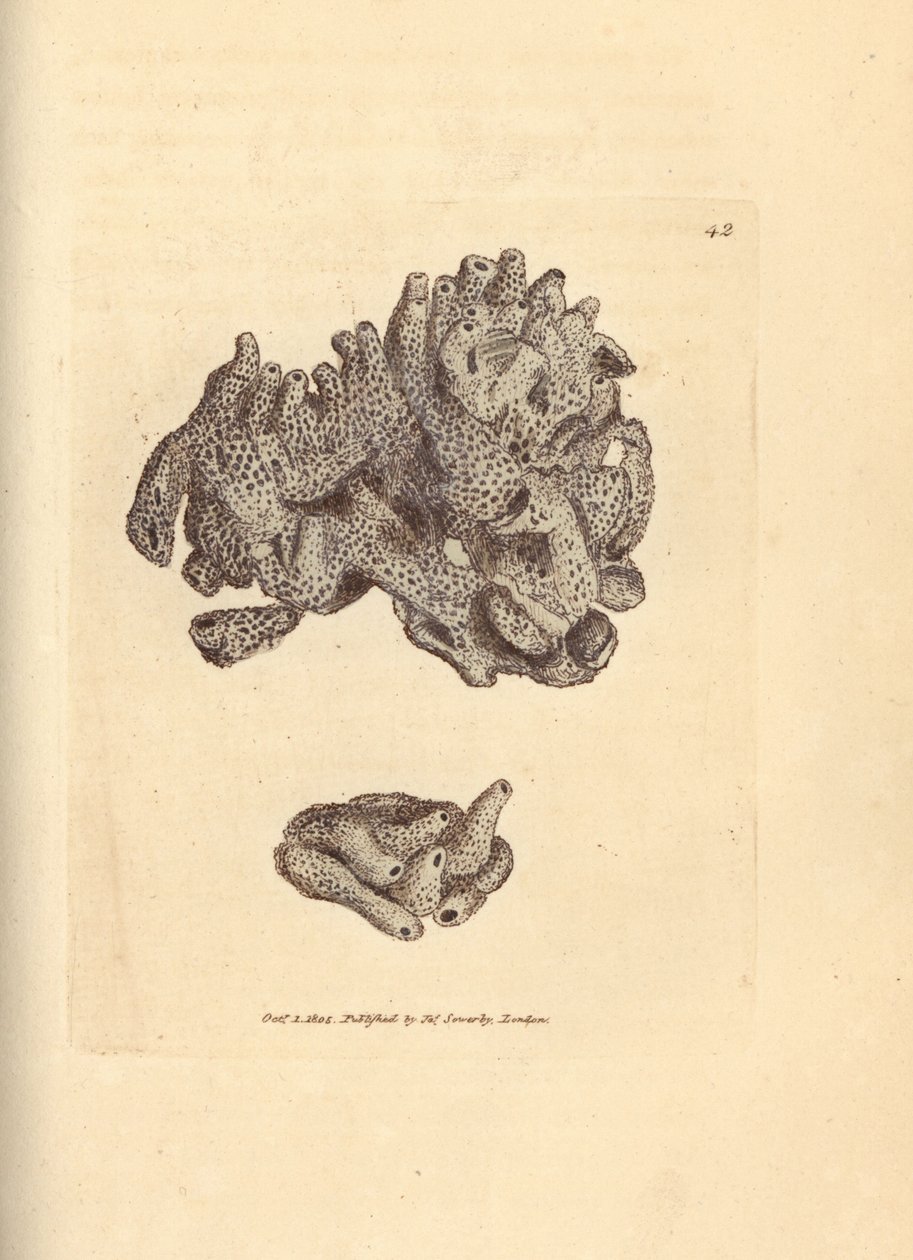 Brødkrummesvamp, Halichondria panicea (kompakt rørformet svamp; Spongia compacta). Håndfarvet kobberstik af James Sowerby fra The British Miscellany, eller farvede figurer af nye, sjældne eller lidet kendte dyreemner. af James Sowerby