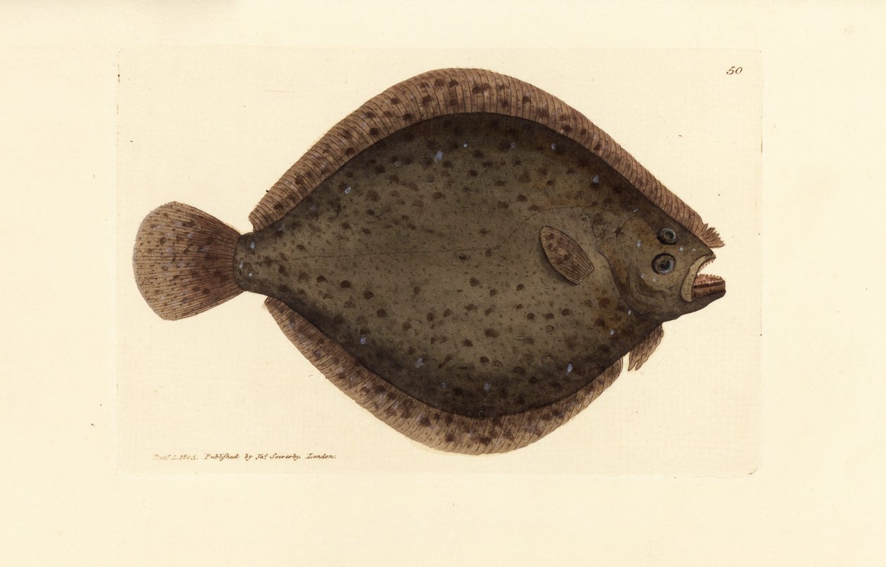 slethvar eller dragefisk, Scophthalmus rhombus (Pleuronectes rhombus). Håndfarvet kobberstik af James Sowerby fra The British Miscellany, eller farvede figurer af nye, sjældne eller lidet kendte dyreemner. af James Sowerby