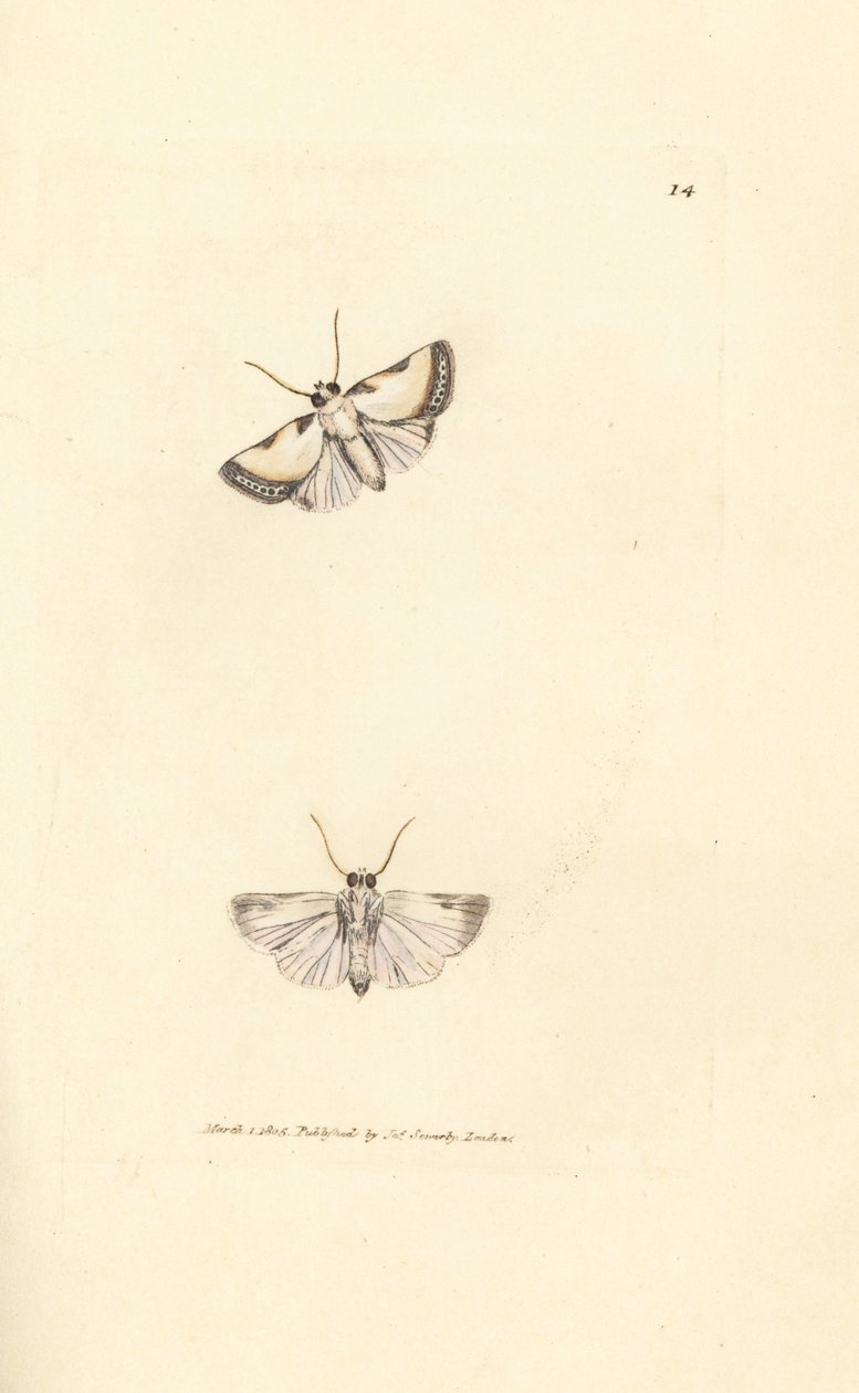 Brixton Beauty, Acontia nitidula (Phalaena catena). Håndfarvet kobberstik af James Sowerby fra The British Miscellany, eller farvede figurer af nye, sjældne eller lidet kendte dyreemner. af James Sowerby