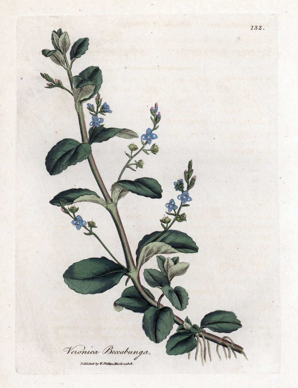 Brooklime speedwell, Veronica beccabunga. Håndfarvet kobberstik fra en botanisk illustration af James Sowerby fra William Woodville og Sir William Jackson Hookers "" Medical Botany,"" John Bohn, London af James Sowerby