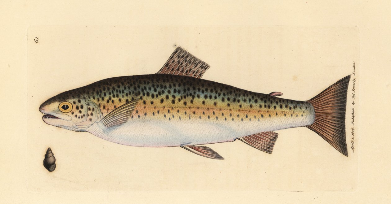 Brunørred, Salmo trutta fario (Gillaroo-ørred, Salmo fario). Håndfarvet kobberstik af James Sowerby fra The British Miscellany, eller farvede figurer af nye, sjældne eller lidet kendte dyreemner. af James Sowerby