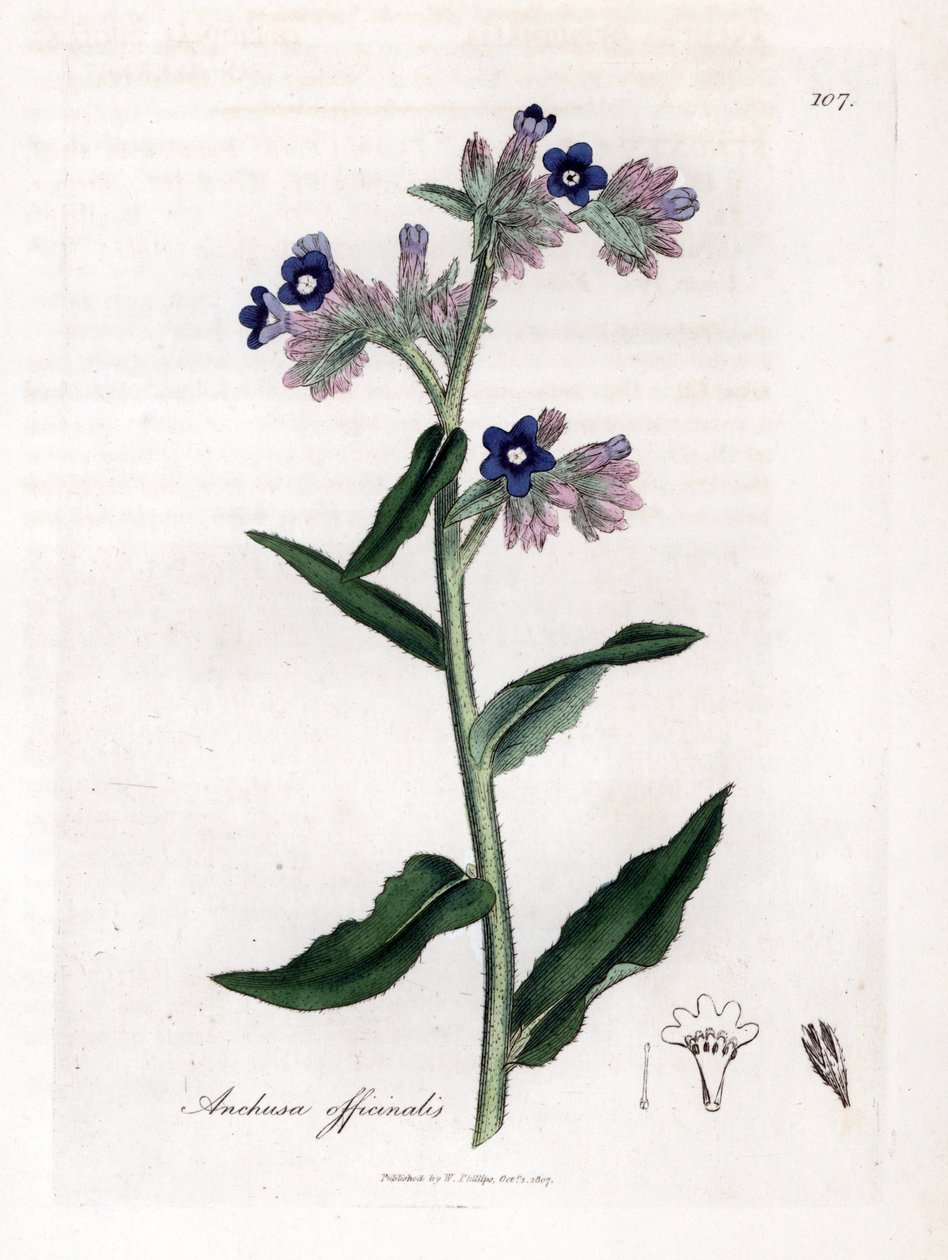 Bugloss officinale - Bugloss, Anchusa officinalis. Håndfarvet kobberstik fra en botanisk illustration af James Sowerby fra William Woodville og Sir William Jackson Hookers "" Medical Botany,"" John Bohn, London af James Sowerby