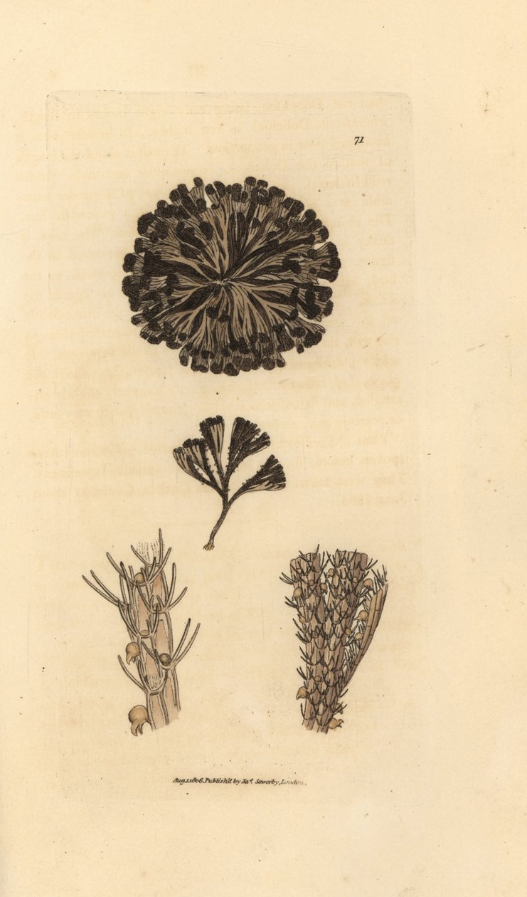 Bugulina avicularia (Flustra avicularis). Håndfarvet kobberstik af James Sowerby fra The British Miscellany, eller farvede figurer af nye, sjældne eller lidet kendte dyreemner. af James Sowerby