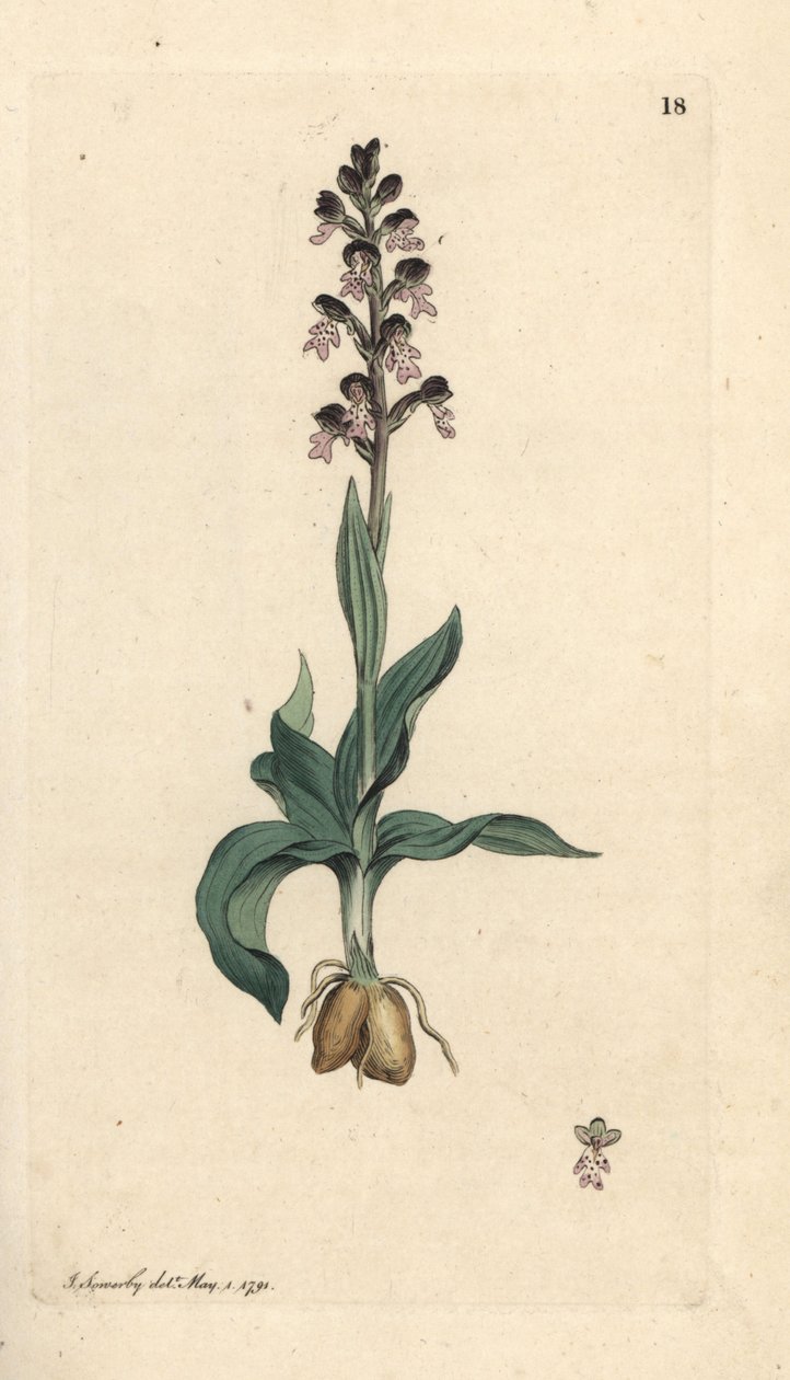 Orkidé med brændt spids, Neotinea ustulata (Dwarf orchis, Orchis ustulata). Håndfarvet kobberstik efter en illustration af James Sowerby fra James Smith