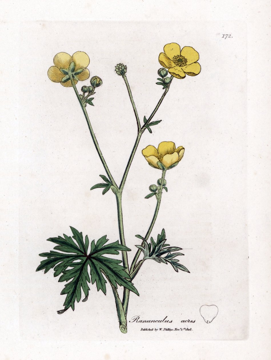 Smørblomst eller Button d