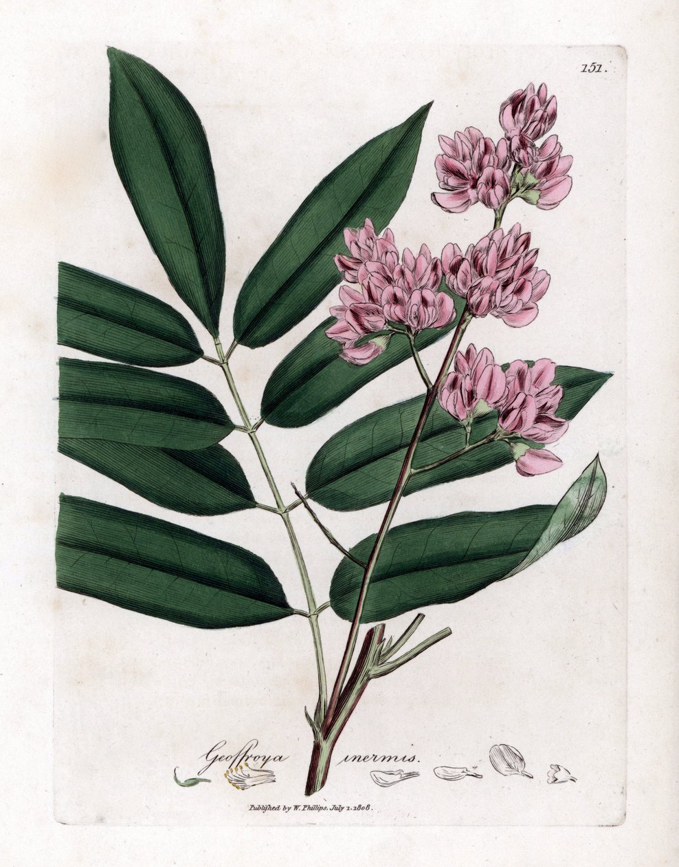 Kåltræ eller kålbark - Kåltræ, Andira inermis. Håndfarvet kobberstik fra en botanisk illustration af James Sowerby fra William Woodville og Sir William Jackson Hookers "" Medical Botany,"" John Bohn, London af James Sowerby