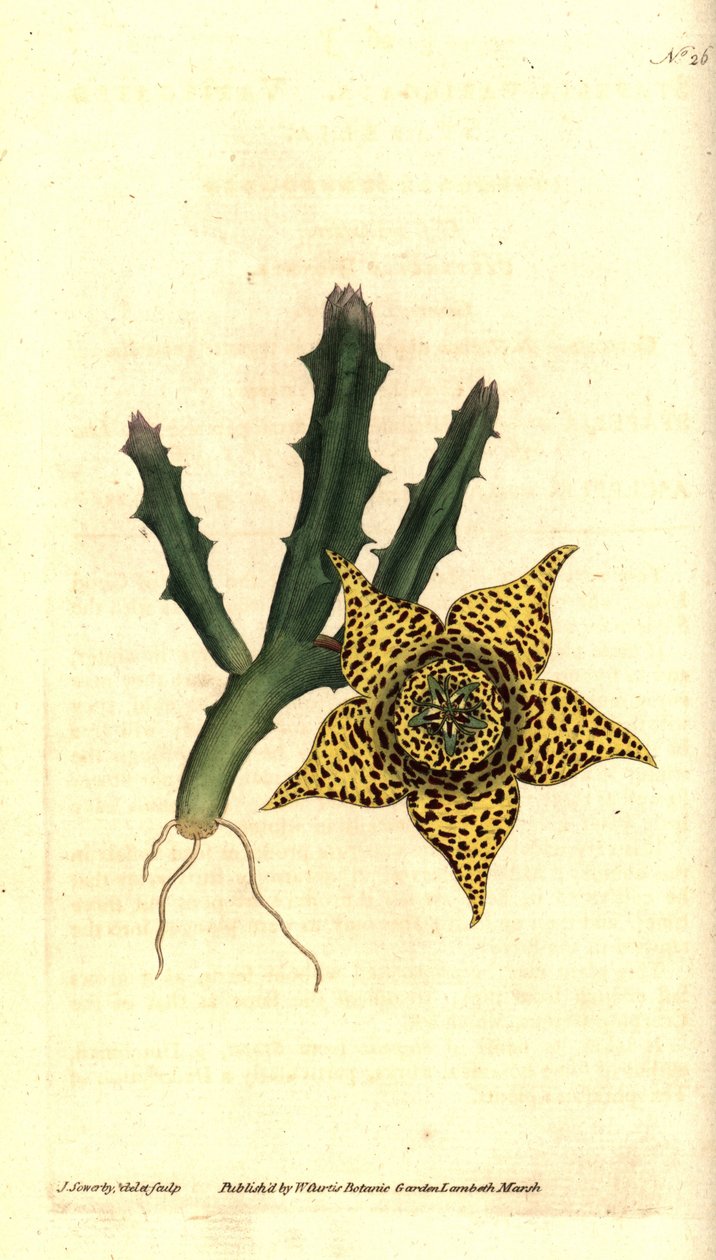 Kaktusstivelse - Orbea variegata (Variegated stapelia, Stapelia variegata). Håndfarvet kobberstik og botanisk illustration af James Sowerby fra William Curtis