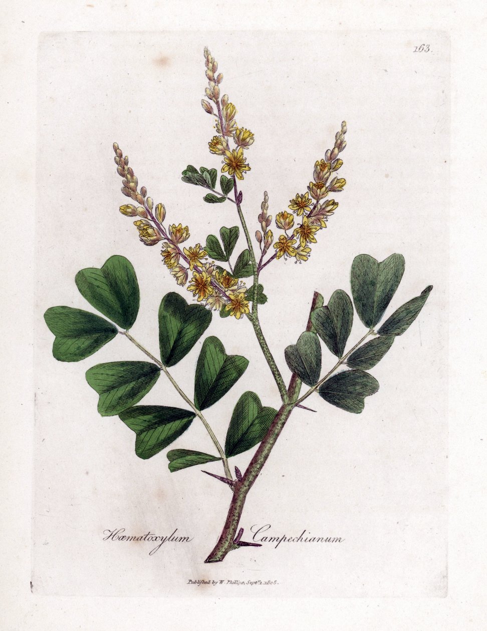 Campeche eller campeche træ - Logwood, Haematoxylum campechianum. Håndfarvet kobberstik fra en botanisk illustration af James Sowerby fra William Woodville og Sir William Jackson Hookers "" Medical Botany,"" John Bohn, London af James Sowerby