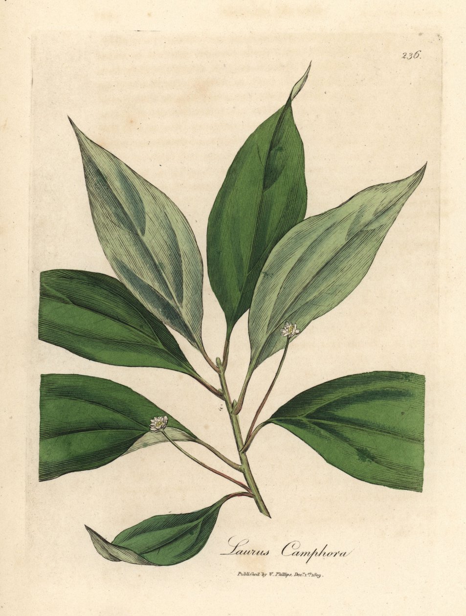 Kamfertræ, Laurus camphora af James Sowerby