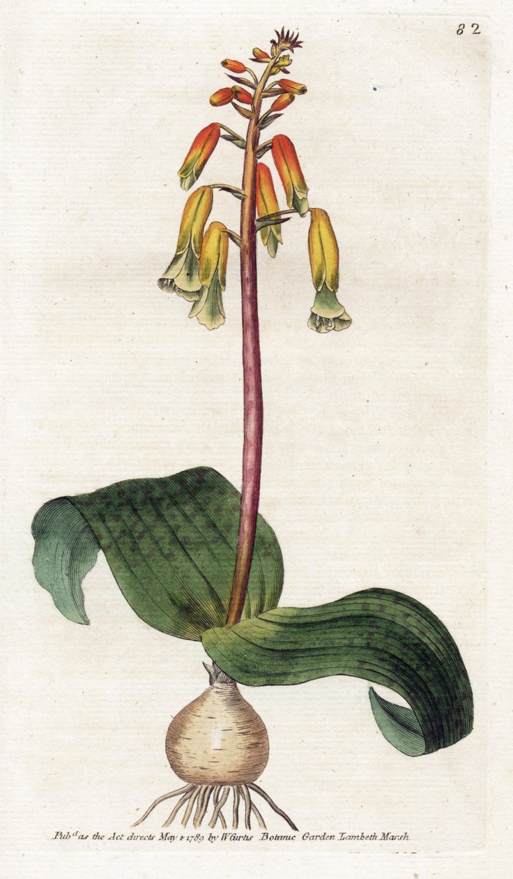 Cape Town Cuckoo - Litografi af James Sowerby (1757-1822), tallerken fra Botanical Magazine af William Curtis (1746-1799) af James Sowerby