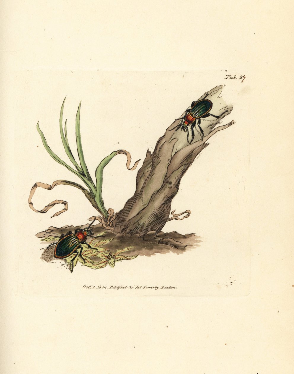 Carabus nitens bille. Håndfarvet kobberstik af James Sowerby fra The British Miscellany, eller farvede figurer af nye, sjældne eller lidet kendte dyreemner. af James Sowerby