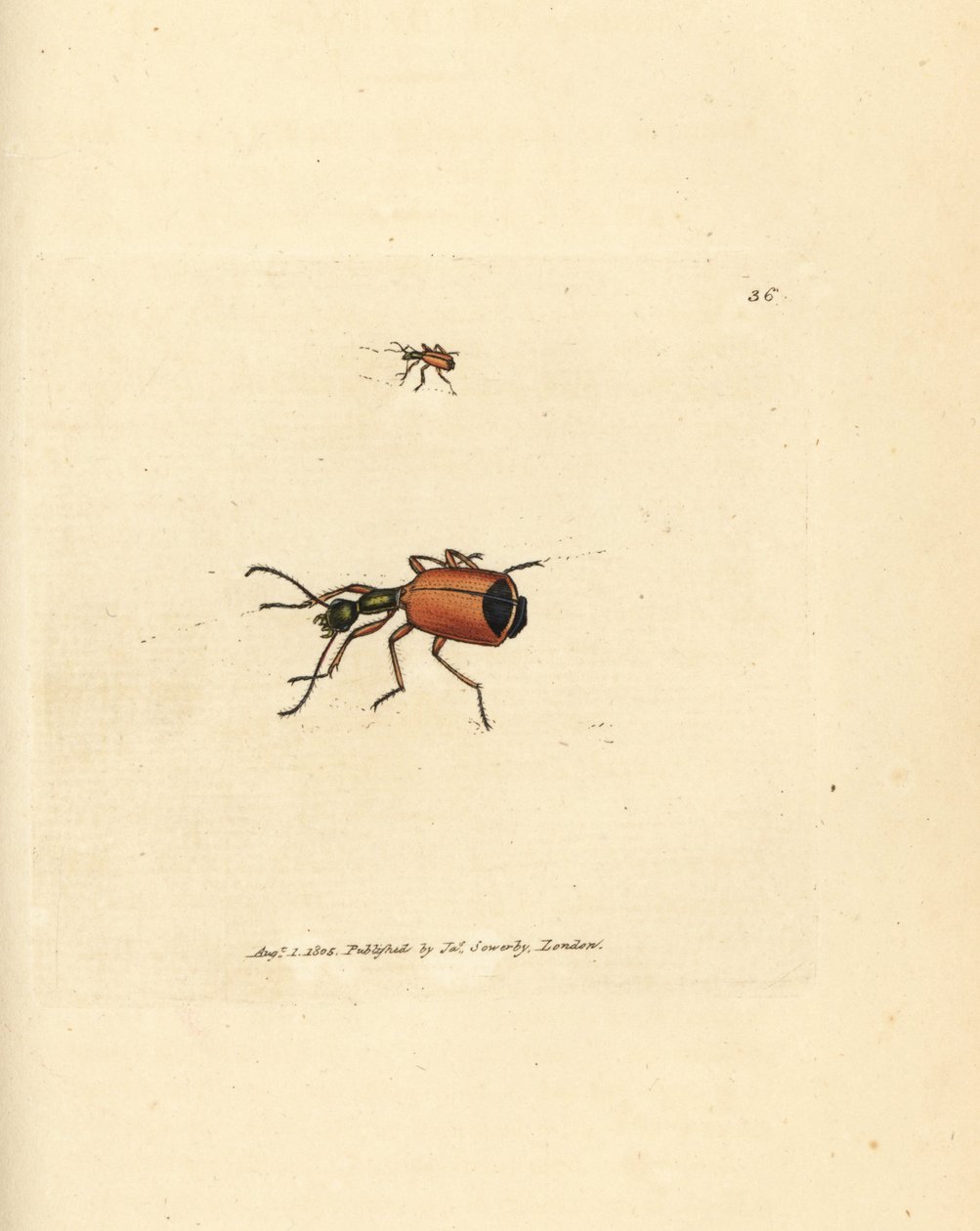 Carabus rotundicollis bille. Håndfarvet kobberstik af James Sowerby fra The British Miscellany, eller farvede figurer af nye, sjældne eller lidet kendte dyreemner. af James Sowerby