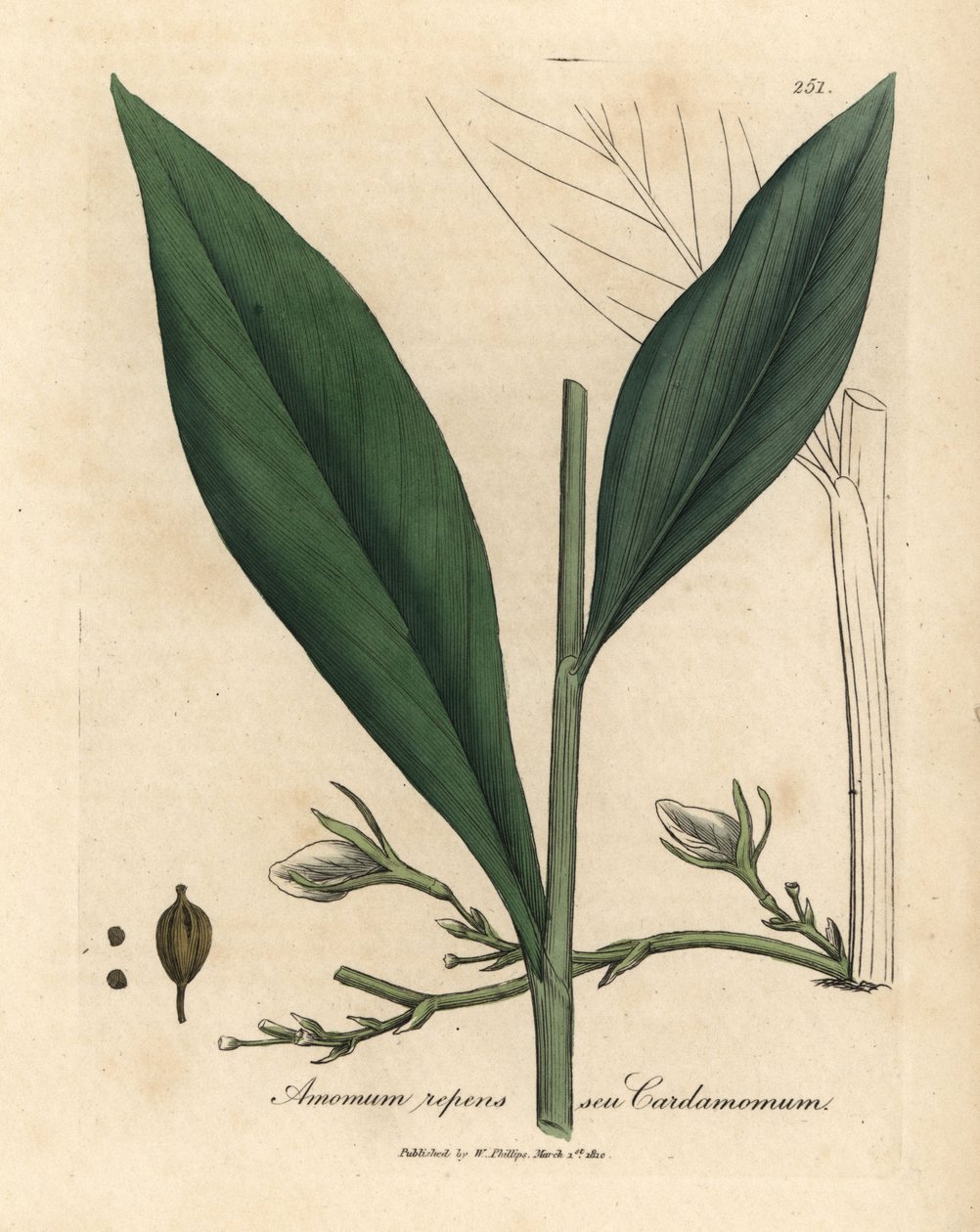 Kardemomme, Elettaria kardemomme af James Sowerby