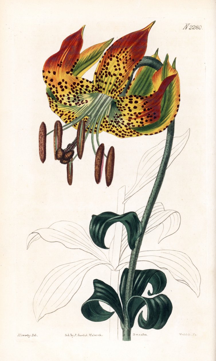 Carolina lilje - Carolina lilje, Lilium michauxii (Carolina martagon lilje, Lilium carolinianum). Håndfarvet kobberstik af Weddell efter en illustration af James Sowerby fra Samuel Curtis