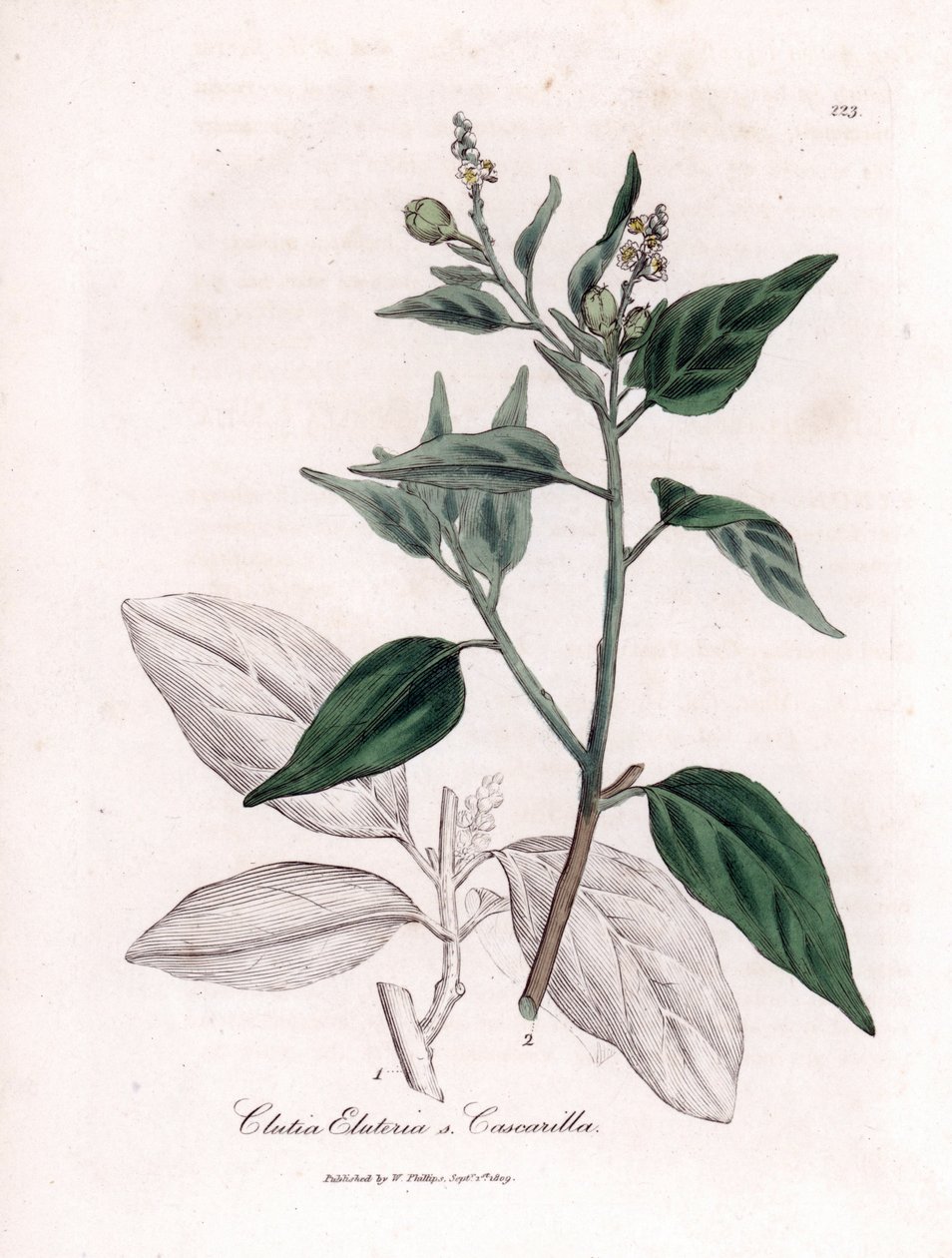 Cascarille officinale eller blødt eller imiteret quinquinatræ - Cascarilla, Croton (Clutia) eluteria. Håndfarvet kobberstik fra en botanisk illustration af James Sowerby fra William Woodville og Sir William Jackson Hookers "" Medical Botany,"" John af James Sowerby