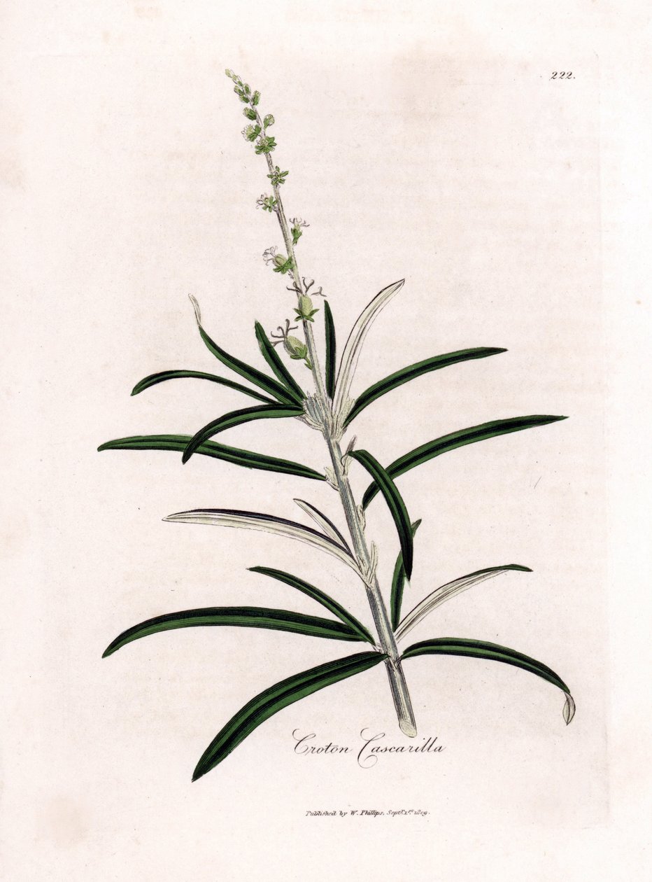 Cascarille officinale eller blødt træ eller faux quinquina - Cascarilla, Croton eluteria. Håndfarvet kobberstik fra en botanisk illustration af James Sowerby fra William Woodville og Sir William Jackson Hookers "" Medical Botany,"" John Bohn, Lo af James Sowerby