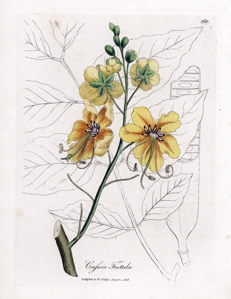 Cassia, falsk sene, falsk johannesbrødtræ, golden shower eller canefier - Golden shower tree, Cassia fistel. Håndfarvet kobberstik fra en botanisk illustration af James Sowerby fra William Woodville og Sir William Jackson Hookers "" Medical Botany af James Sowerby