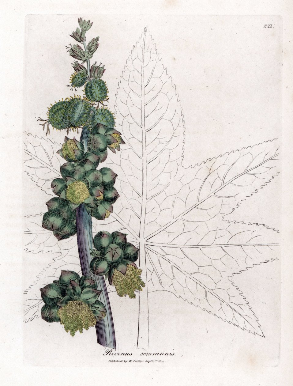 Castor - Ricinusoliefabrik, Ricinus communis. Håndfarvet kobberstik fra en botanisk illustration af James Sowerby fra William Woodville og Sir William Jackson Hookers "" Medical Botany,"" John Bohn, London af James Sowerby