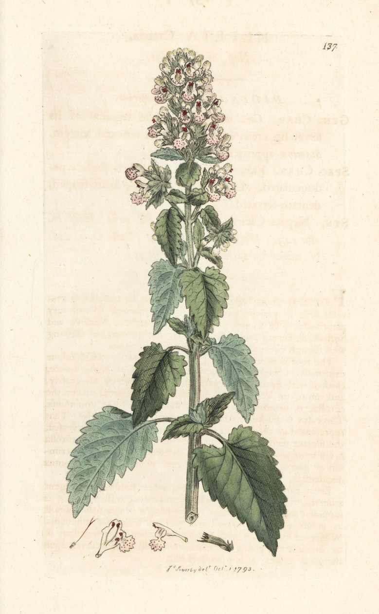 Catnip, Nepeta cataria (cataire) Håndfarvet kobberstik efter en illustration af James Sowerby fra James Smith