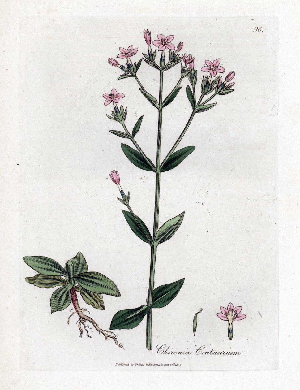 Centauree Chironia - Centaury, Chironia centaurium. Håndfarvet kobberstik fra en botanisk illustration af James Sowerby fra William Woodville og Sir William Jackson Hookers "" Medical Botany,"" John Bohn, London af James Sowerby