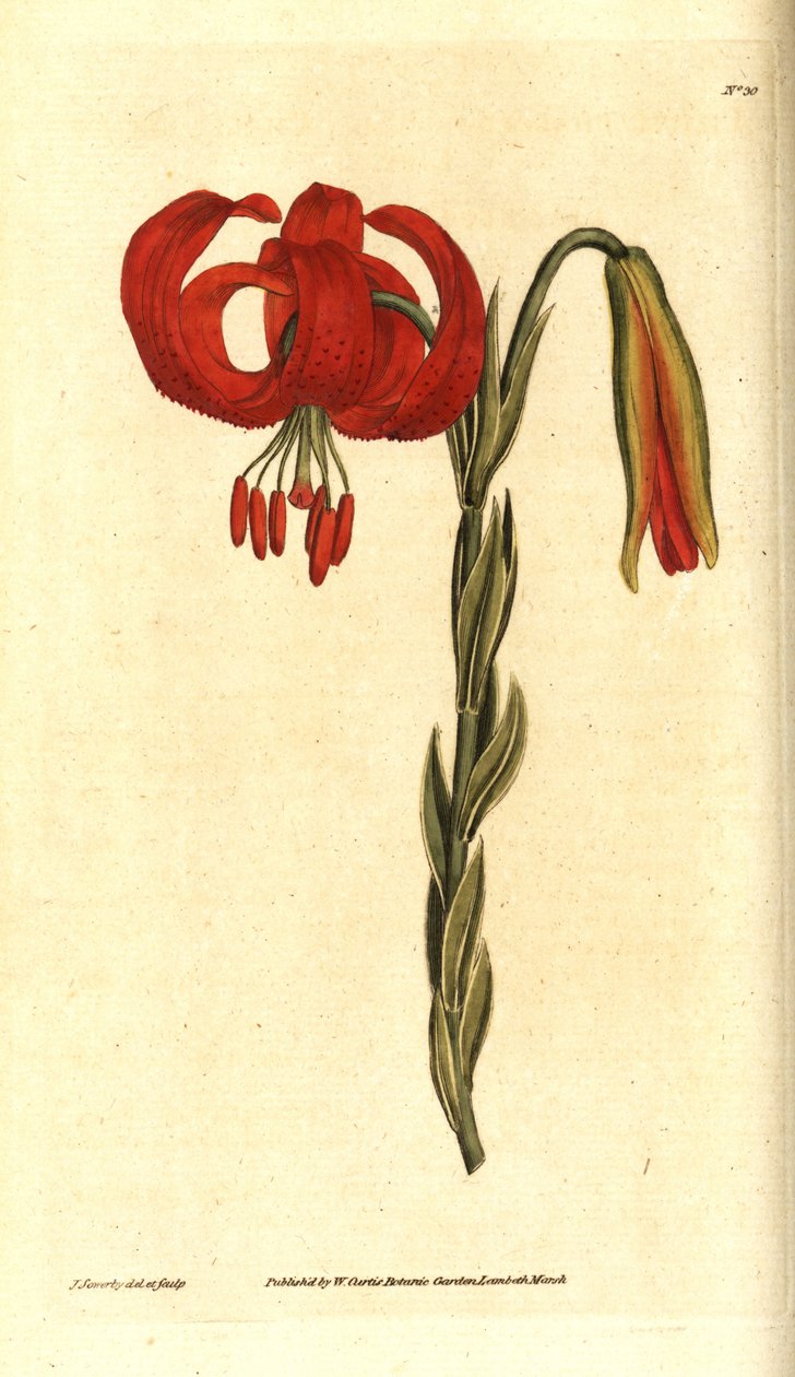 Chalcedonian lilje - Chalcedonian lilje, Lilium chalcedonicum. Håndfarvet kobberstik og botanisk illustration af James Sowerby fra William Curtis