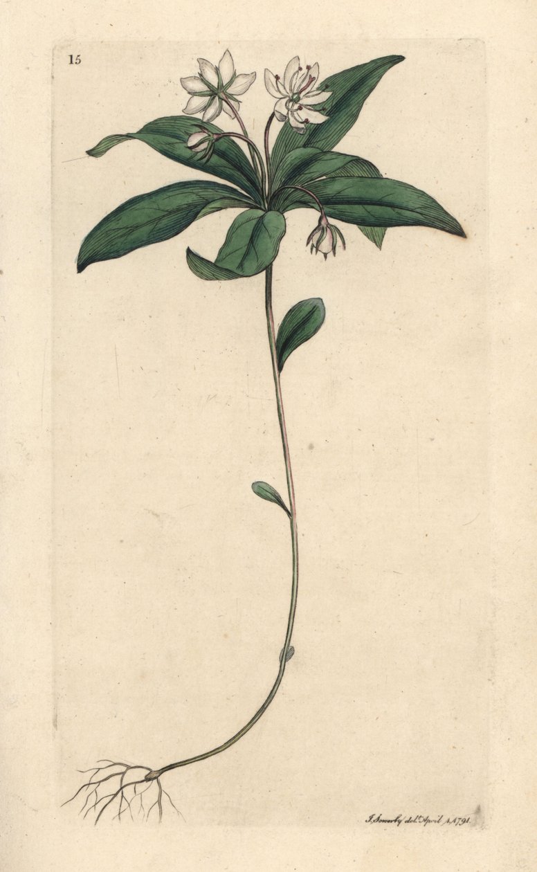 Kyllingemad vintergrøn, Lysimachia europaea (Trientalis europaea) (Trientale d