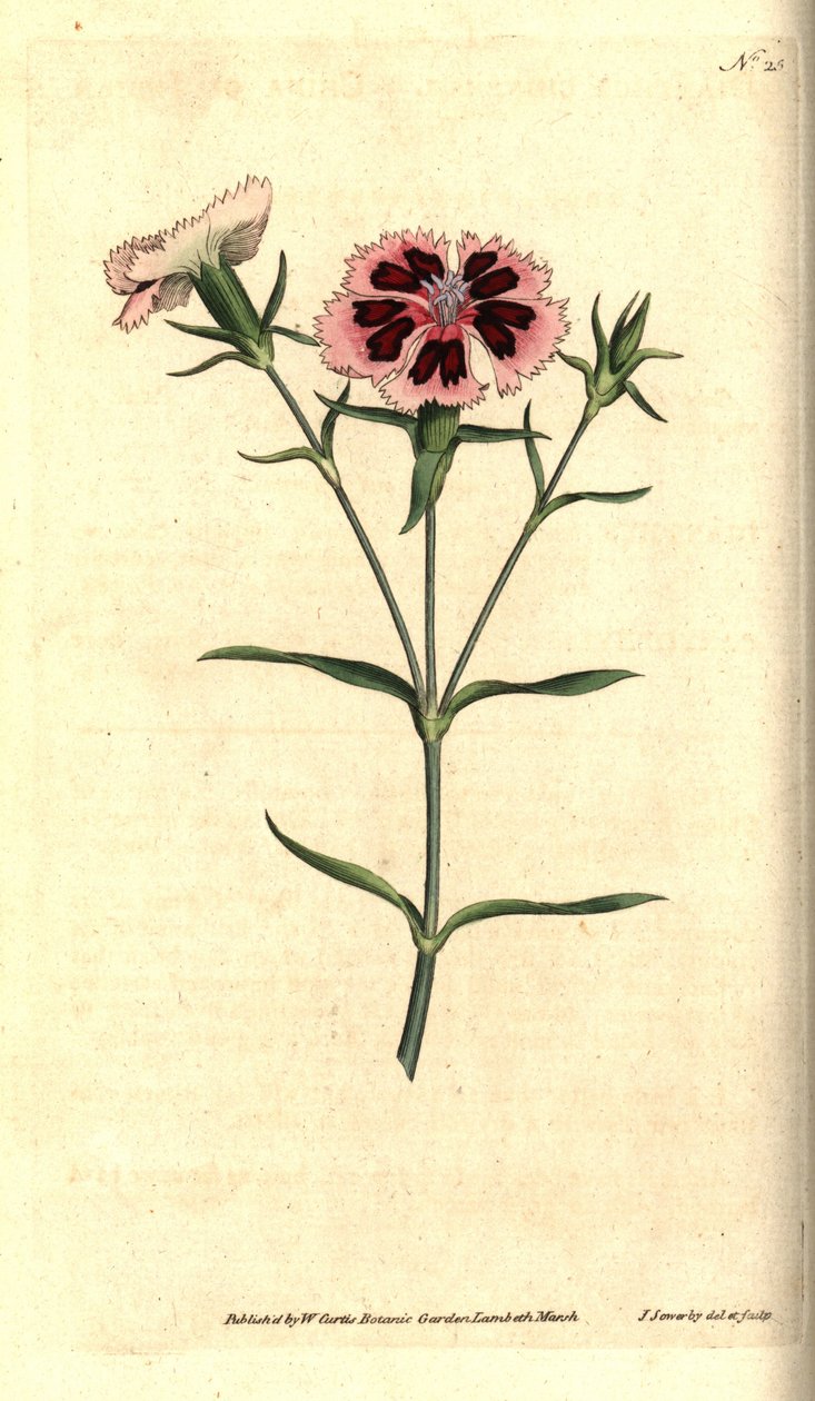 Kina nellike - Kina pink eller indisk pink, Dianthus chinensis. Håndfarvet kobberstik og botanisk illustration af James Sowerby fra William Curtis