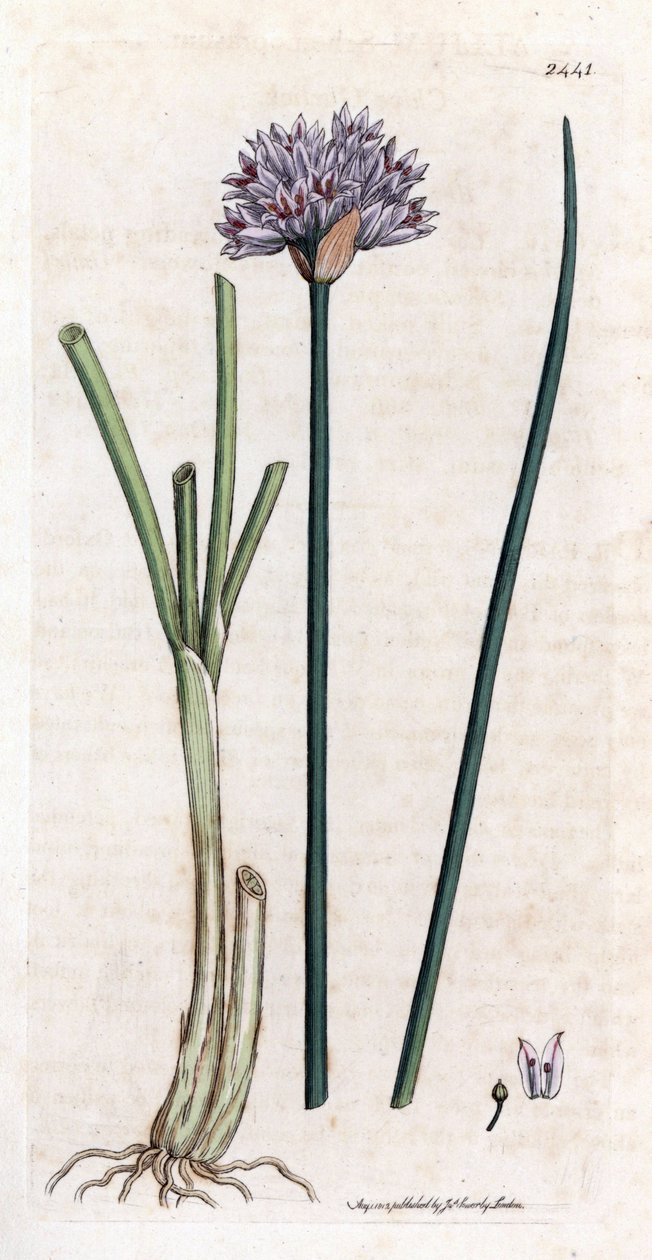 Purløg (Allium schoenoprasum). Håndfarvet kobberstik fra en botanisk illustration af James Sowerby til James Smiths bog "English botanical"" (1790-1814). Den utrættelige Sowerby (1757-1822) tegnede mere end 2500 planter til Smith Mammoth “English Bot af James Sowerby