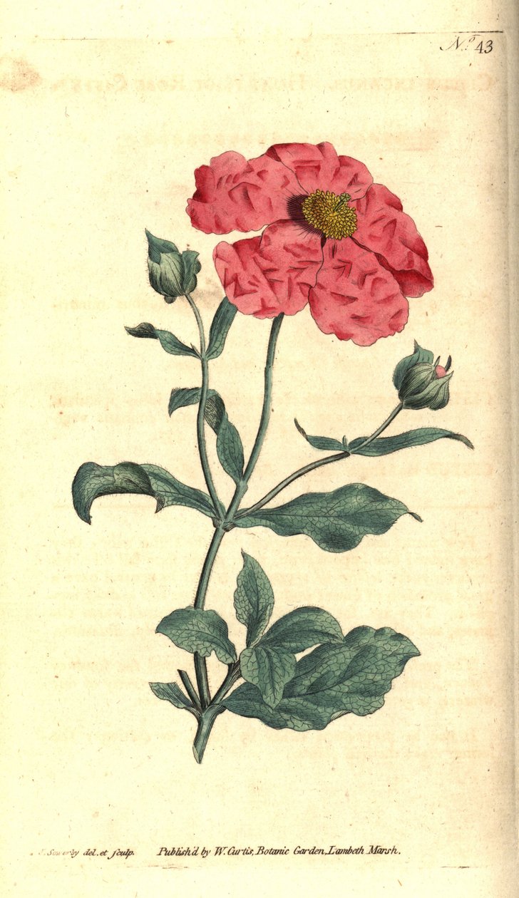 Cistus - Hoary Cistus Rose Gold Cistus, Cistus Incanus. Håndkoleret kobberplade -gravering og botanisk illustration af James Sowerby fra William Curtis 