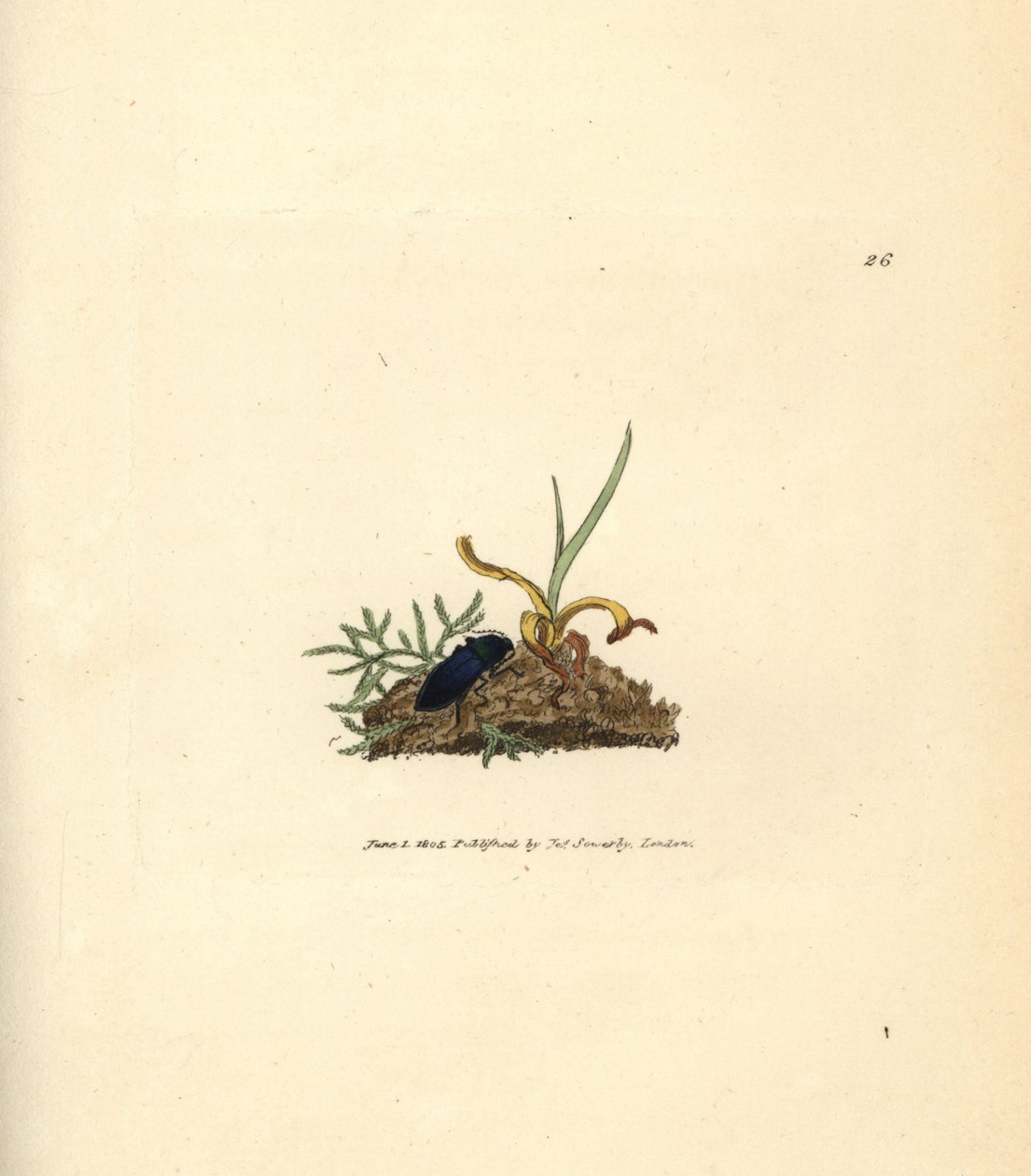 Klikbille, Selatosomus aeneus (Elater cyaneus). Håndfarvet kobberstik af James Sowerby fra The British Miscellany, eller farvede figurer af nye, sjældne eller lidet kendte dyreemner. af James Sowerby